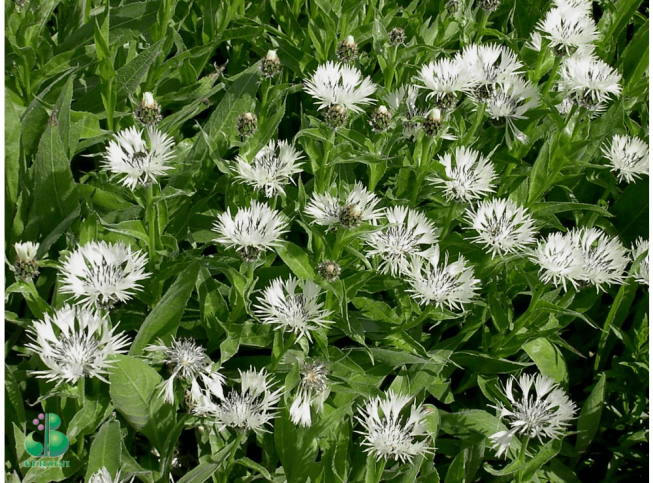 Centaurea montana   'Alba'